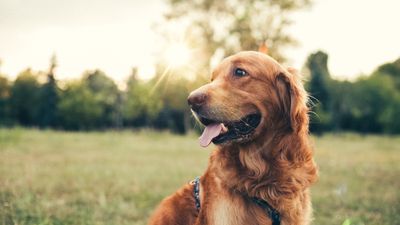 Video of dog who briefly loses their parent in park before getting reunited goes viral