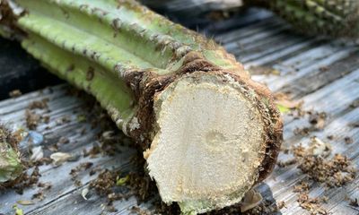 Florida: tree cactus becomes first local species killed off by sea-level rise