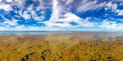 Sargasso Sea Faces Unprecedented Threats From Climate Change And Pollution