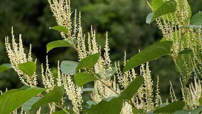 How to get rid of Japanese knotweed – experts share advice for tackling this invasive plant