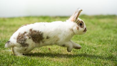 How much space does a rabbit need?