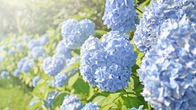 How to plant hydrangeas — 5 easy steps, approved by pro gardeners