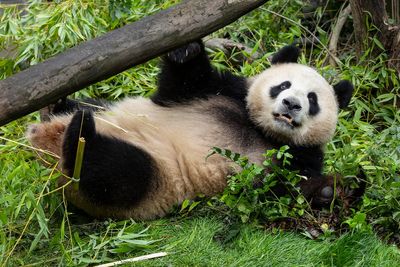 Pair of giant pandas from China acclimating to new home at San Diego Zoo