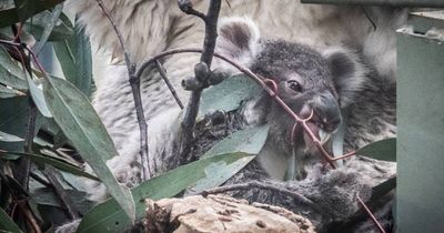 New koala joey welcomed to National Zoo's furry family