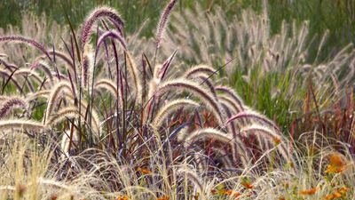 How to garden with hayfever – expert advice on alleviating this common allergy from a lifelong gardener