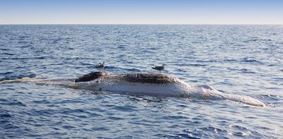 We tracked a floating whale carcass to see where it drifted – and the result was fascinating