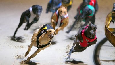 Greyhound welfare claims dog embattled racing industry