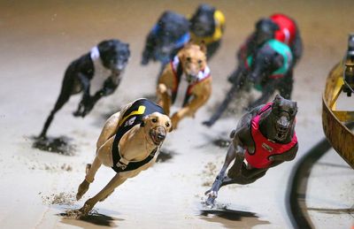 NSW premier hosing down greyhound racing ban before inquiry a ‘mockery’, Animal Justice MP says