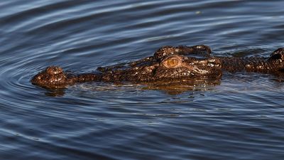 Killer croc shot after girl taken while swimming