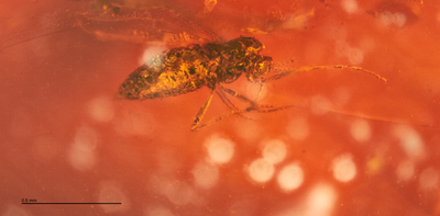 Australian amber has revealed ‘living fossils’ traced back to Gondwana 42 million years ago