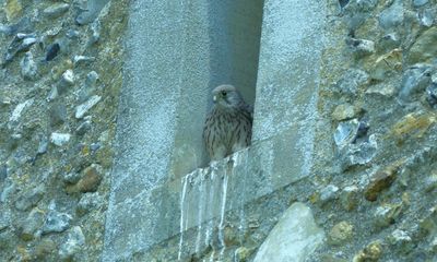 Country diary: A young kestrel wings its way into the world