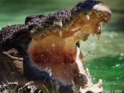 Rangers in Australia shoot dead crocodile that killed girl as she swam in creek