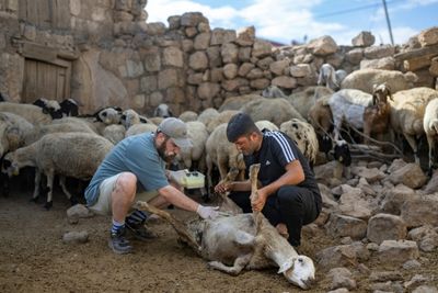 Turkish Volunteer Fights To Save Fire-scarred Sheep