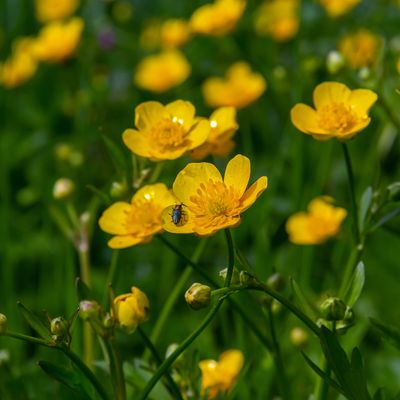 Should you get rid of creeping buttercup? Experts weigh in on the pros and cons of keeping this weed in your garden