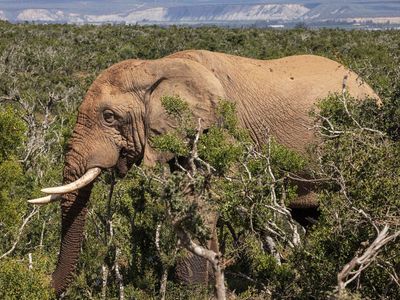 Spanish tourist who got out of car to take photos trampled to death by elephants