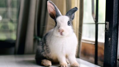 How to bunny-proof a room and keep your indoor rabbit safe