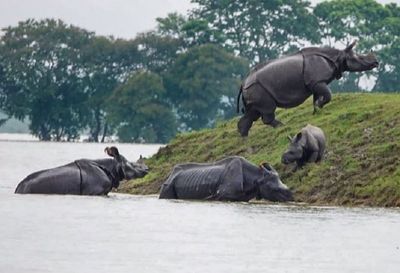 Assam Floods: 159 animals, including 9 rhinos, killed in Kaziranga National Park