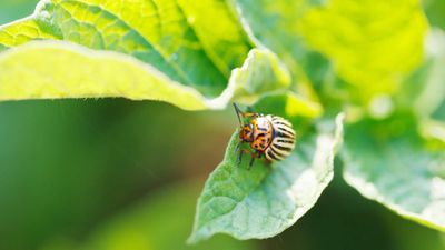 Colorado potato beetles can ‘truly decimate’ crops – here are the signs to look for and how to combat these destructive pests