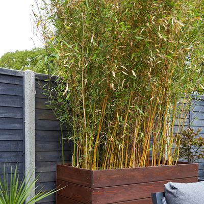 How to prune bamboo for a thriving privacy screen (with a tropical edge)