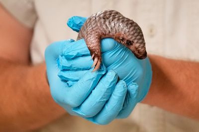 A second critically endangered Chinese pangolin is born in the Prague zoo in less than 2 years