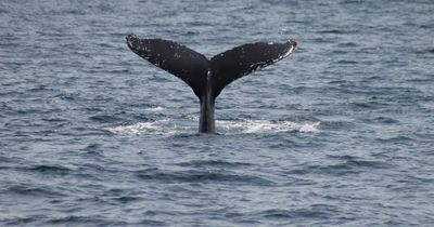 'Incredible encounter': Scotland's 'newest' humpback whale spotted off west coast