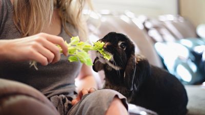 How to care for a house rabbit: Vet shares 8 things you need to know