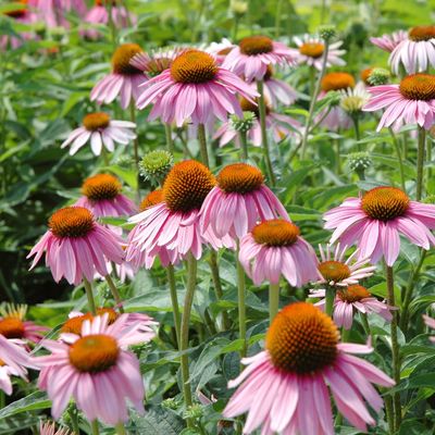 12 of the best drought-tolerant plants for a garden that flourishes in dry spells