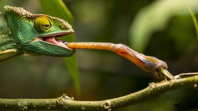 20 amazing animal tongues