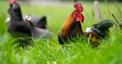 Canberra's chicken owners get some good news about bird flu outbreak