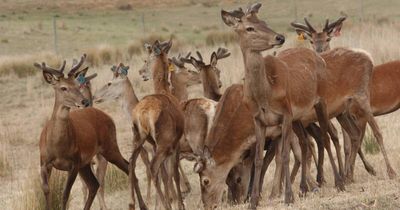 'Good start': Port Stephens feral deer cull may need to expand