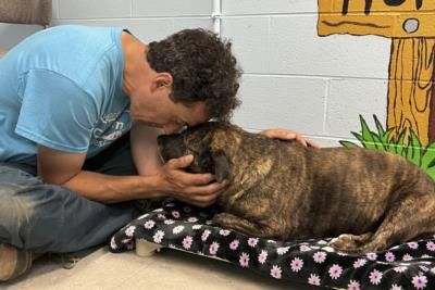 Dog Rescued From Cave In Virginia Recovers At Shelter