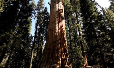 Twelve Trees by Daniel Lewis review – a global arboreal odyssey