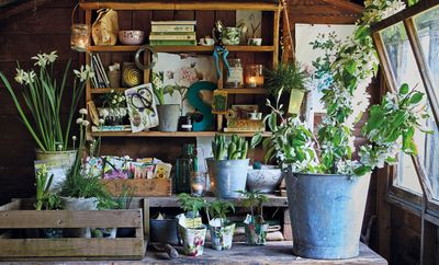 "A Well-Ordered Shed Will Inspire You" — 5 Shed Shelving Ideas That Make Organization Look so Pretty