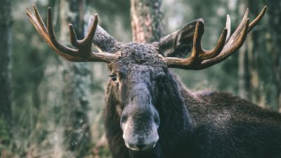 After several moose stompings this year, we ask the question – can you use bear spray on a moose?