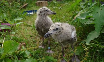 Herring gull chicks would rather have fish than your chips, finds study