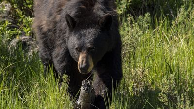 Ultra runner collides with bear as the finish line looms