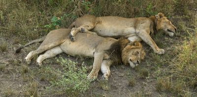 Lions in a Uganda park make a perilous journey across a 1.5km stretch of water: study suggests the drive is to find mates