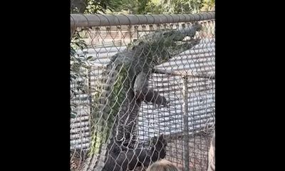 Talk show hosts alarmed about crocodile climbing fence in ‘close call’