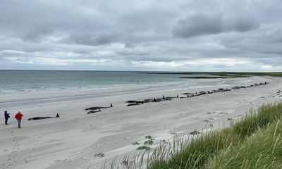 Large pod of pilot whales almost wiped out after stranding on Orkney beach