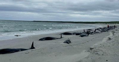 Whole pod of 77 whales die in mass stranding on Scottish island
