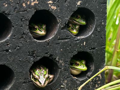 ‘Frog saunas’ could save species from deadly fungal disease, study finds