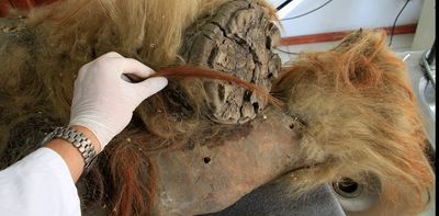 World-first study decodes the DNA structure of a 52,000-year-old woolly mammoth sample