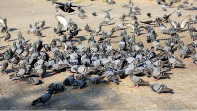 Delhi boy develops fatal lung disease due to exposure to pigeons: Why it is concerning