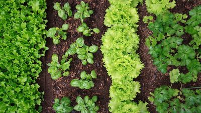 What Vegetables Grow Well Together? 10 Crops a Horticulturist Says Will Thrive Planted Side by Side