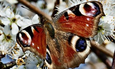 As British butterflies head north, scientists ask public to help track migration