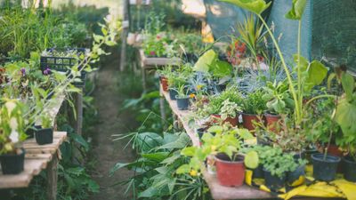 I'm a gardening journalist and these are the products you need to improve your success with indoor and outdoor plants