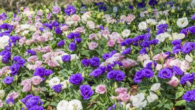 This native flower is a favorite of florists and for good reason – learn how to grow lisianthus and enjoy spectacular summertime blooms