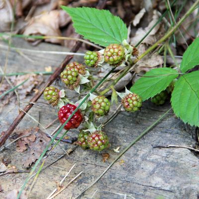 How to get rid of brambles - a step-by-step guide to banish these prickly bushes once and for all