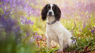 British sniffer dog who found bodies given national award after death