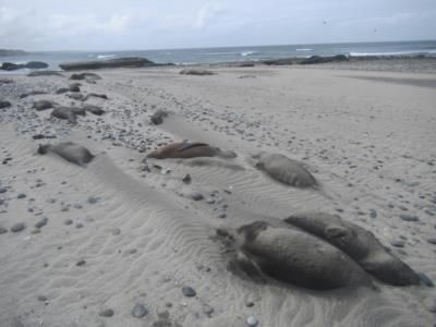 Rabies Outbreak Among Cape Town Seals Raises Concerns